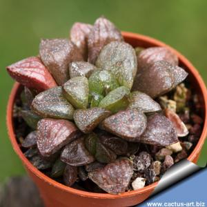 Haworthia turgida v. suberecta