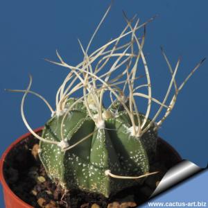 Astrophytum capricorne v. krausii (cv. Krausei)