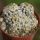 Mammillaria schiedeana f. plumosa Punte Diaz