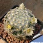 Mammillaria schiedeana v. plumosa Puente de Dios, Hidalgo, Mexico