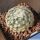 Mammillaria schiedeana f. plumosa Punte Diaz