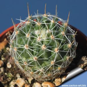 Thelocactus conothelos f. albiflora