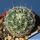 Thelocactus conothelos f. albiflora