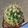 Thelocactus conothelos f. albiflora