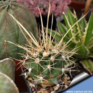 Ferobergia (Ferocactus x Leuchtenbergia)