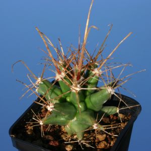 Ferobergia (Ferocactus x Leuchtenbergia)