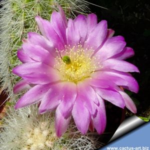 Echinocereus nivosus