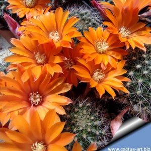 Rebutia flavistyla FR756  Below Cajas, Tarija, Bolivia