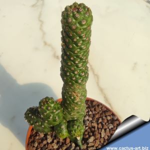 Euphorbia gymnocalycioides x ( E.echinus x E. groenwaldii)
