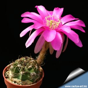 Echinopsis obrepanda (Natural hybrid from Bolivia)