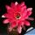 Echinopsis obrepanda (Natural hybrid from Bolivia)