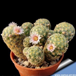 Mammillaria schiedeana v. giselae ML677 Cerro Bufa el Diente, San Carlos, Tamahulipas, Mexico, 1100 m.