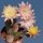 Chamaecereus hybrid (Chamaelobivia) cv. ANNIE