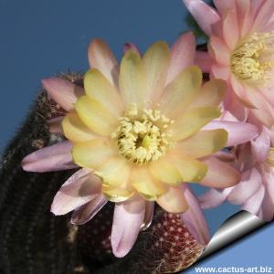 Chamaecereus hybrid (Chamaelobivia) cv. ANNIE