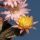 Chamaecereus hybrid (Chamaelobivia) cv. ANNIE