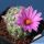 Mammillaria boolii SB433 San Carlos Bay, Sonora, Mexico