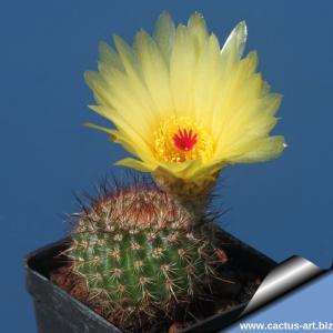 Notocactus vanvlietii