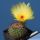 Notocactus vanvlietii