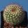 Notocactus vanvlietii
