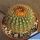 Notocactus vanvlietii