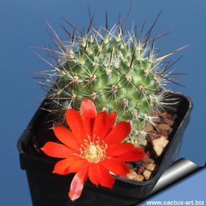 Rebutia aureispina KK1563 Rio Pilaya, Bolivia, 2800m (Rebutia nogalensis n.n.)