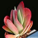 Kalanchoe luciae (thyrsifoglia)