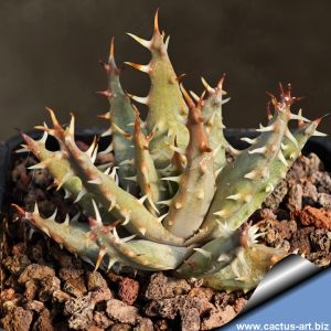Aloe erinacea
