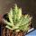 Aloe erinacea