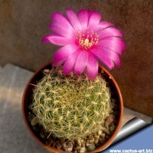 Sulcorebutia aiquilensis