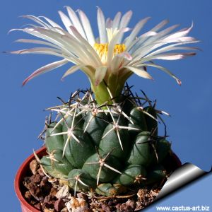 Coryphantha maiz-tablasensis