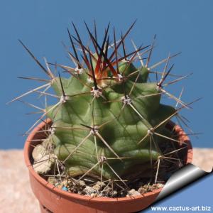 Echinocereus coccineus v. paucispinus SB406 Kimble County, Texas, USA