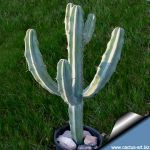 Myrtillocactus geometrizans