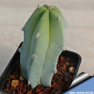 Myrtillocactus geometrizans