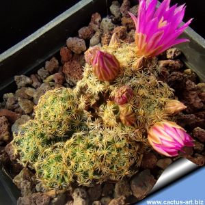 Mammillaria hernandezii
