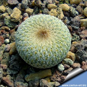 Epithelantha greggii (E. micromeris ssp. greggii)