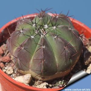 Notocactus securituberculatus