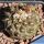 Copiapoa leonensis MGi 4,0.1 Quebrada Leones, 200 m, N. Caldera, Chile