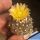 Copiapoa leonensis MGi 4,0.1 Quebrada Leones, 200 m, N. Caldera, Chile