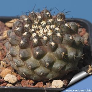 Copiapoa leonensis MGi 4,0.1 Quebrada Leones, 200 m, N. Caldera, Chile