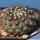 Copiapoa leonensis MGi 4,0.1 Quebrada Leones, 200 m, N. Caldera, Chile