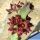 Caralluma joannis Clone 2 (Apteranthes joannis)