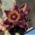 Caralluma joannis Clone 2 (Apteranthes joannis)