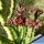 Caralluma joannis Clone 2 (Apteranthes joannis)