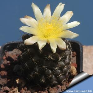 Copiapoa humilis PM200 Paposo