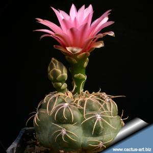 Gymnocalycium denudatum cv. JAN SUBA (red)