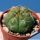 Gymnocalycium denudatum cv. JAN SUBA (red)