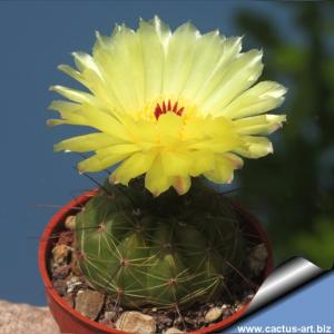 Notocactus ottonis v. tenebrosus