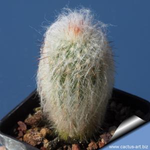 Espostoa, lanilunigera,