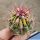 Ferocactus sp. f. variegata (mixed form)