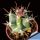 Ferocactus, hybrid,  f., variegata,